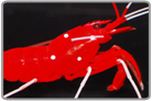 Fire Shrimp